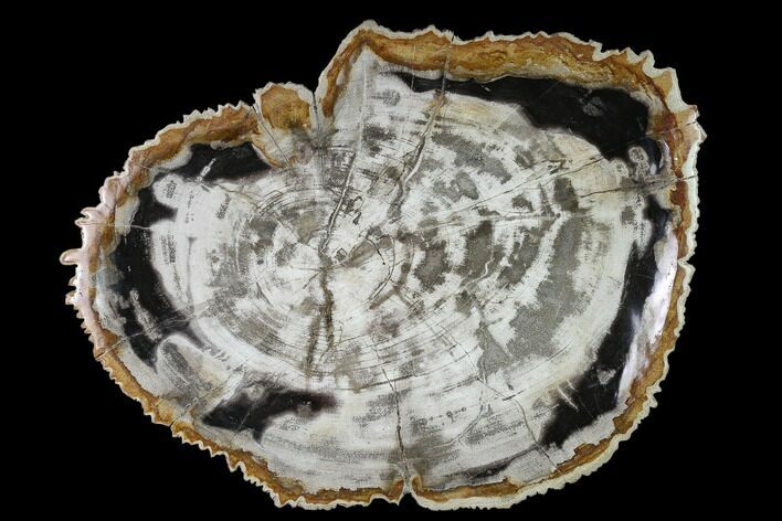 Bargain, 12.3" Tropical Hardwood Petrified Wood Dish - Indonesia